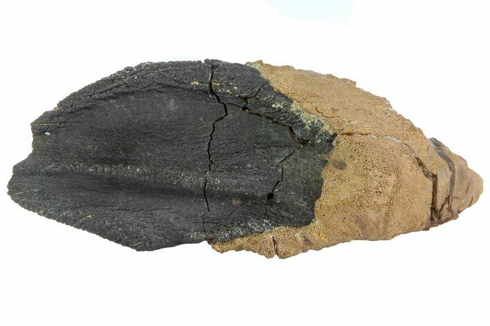 Rooted Triceratops Tooth - South Dakota #70139